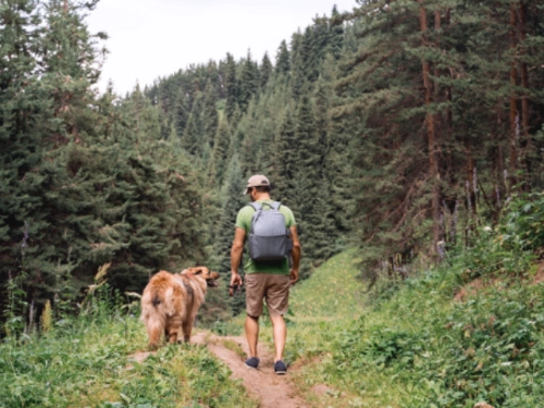 Wandern mit Hund im Montafon